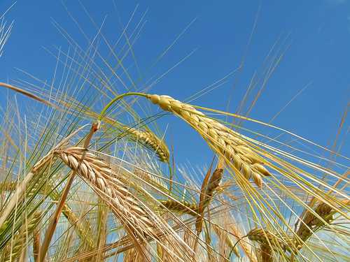 Потребление пшеничной клейковины в мире в ближайшие 5–7 лет будет расти высокими темпами