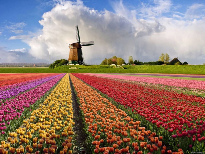 Без голландских роз и тюльпанов: перспективы импортозамещения на российском рынке срезанных цветов в условиях санкций