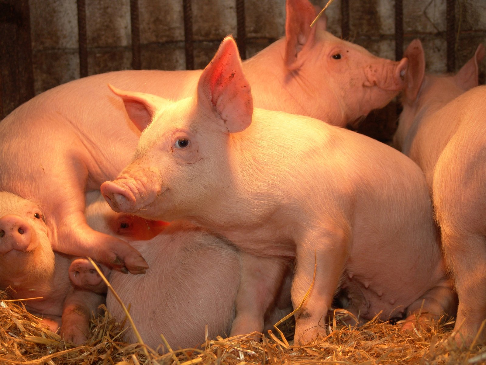 Новая реальность российского свиноводства: необходима экспансия на внешние рынки