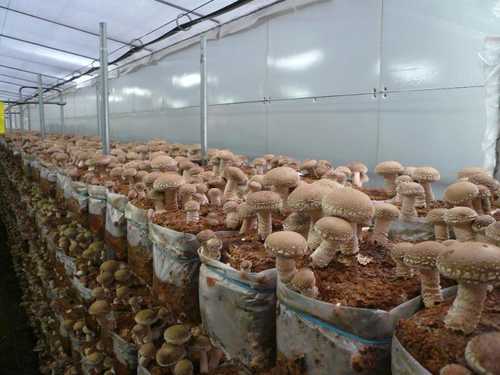 В 2017 году российское производство консервированных грибов заметно выросло