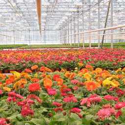 Бизнес-план: «Строительство тепличного комплекса по выращиванию цветов и рассады»