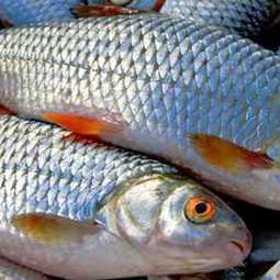 Маркетинговое исследование рынка рыбной продукции: судак, филе судака, лещ, окунь рак живой