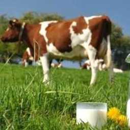 Анализ производителей сырого молока