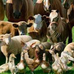 Маркетинговое исследование рынка ветеринарных вакцин для сельскохозяйственных животных: свиньи, КРС, птицы