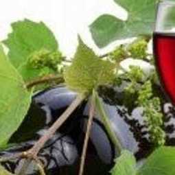Анализ крымского рынка вин