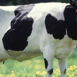Бизнес-план молочно-товарной фермы на 2400 голов КРС беспривязного содержания