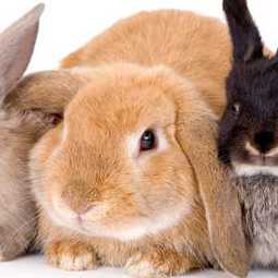 Бизнес-план: Организация кролиководческой фермы  (с финансовой моделью)