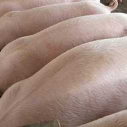 Технико-экономическое обоснование организации свинофермы на 300 свиноматок