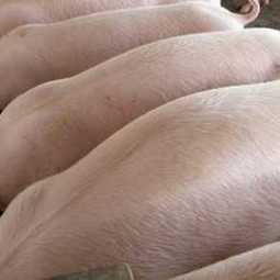 Бизнес-план: Открытие свиноводческой фермы на 20 тыс. голов (с финансовой моделью)