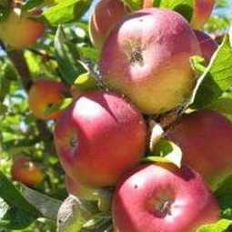 Бизнес-план: организация яблоневого сада