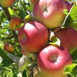 Аналитический обзор: Анализ рынка яблок в Краснодарском крае