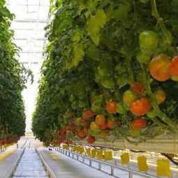 БИЗНЕС-ПЛАН: строительство тепличного комплекса по выращиванию огурцов и томатов