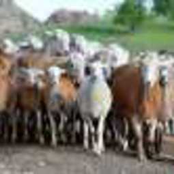 Технико-экономическое обоснование: создание овцеводческой фермы
