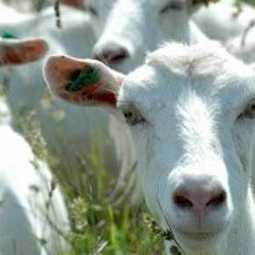 БИЗНЕС-ПЛАН: Строительство молочной фермы с агротуризмом на 96 дойных коз