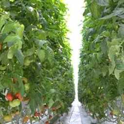 БИЗНЕС-ПЛАН: строительство тепличного комплекса по выращиванию овощей