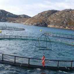 Маркетинговое исследование: анализ рыбных хозяйств и производителей кормов для рыб в России