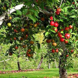 БИЗНЕС-ПЛАН: организация яблоневого и сливового сада