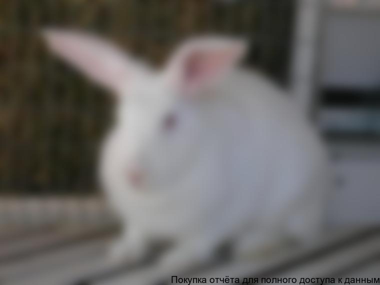 Рисунок 2.1. Внешний вид породы кролика Белый великан